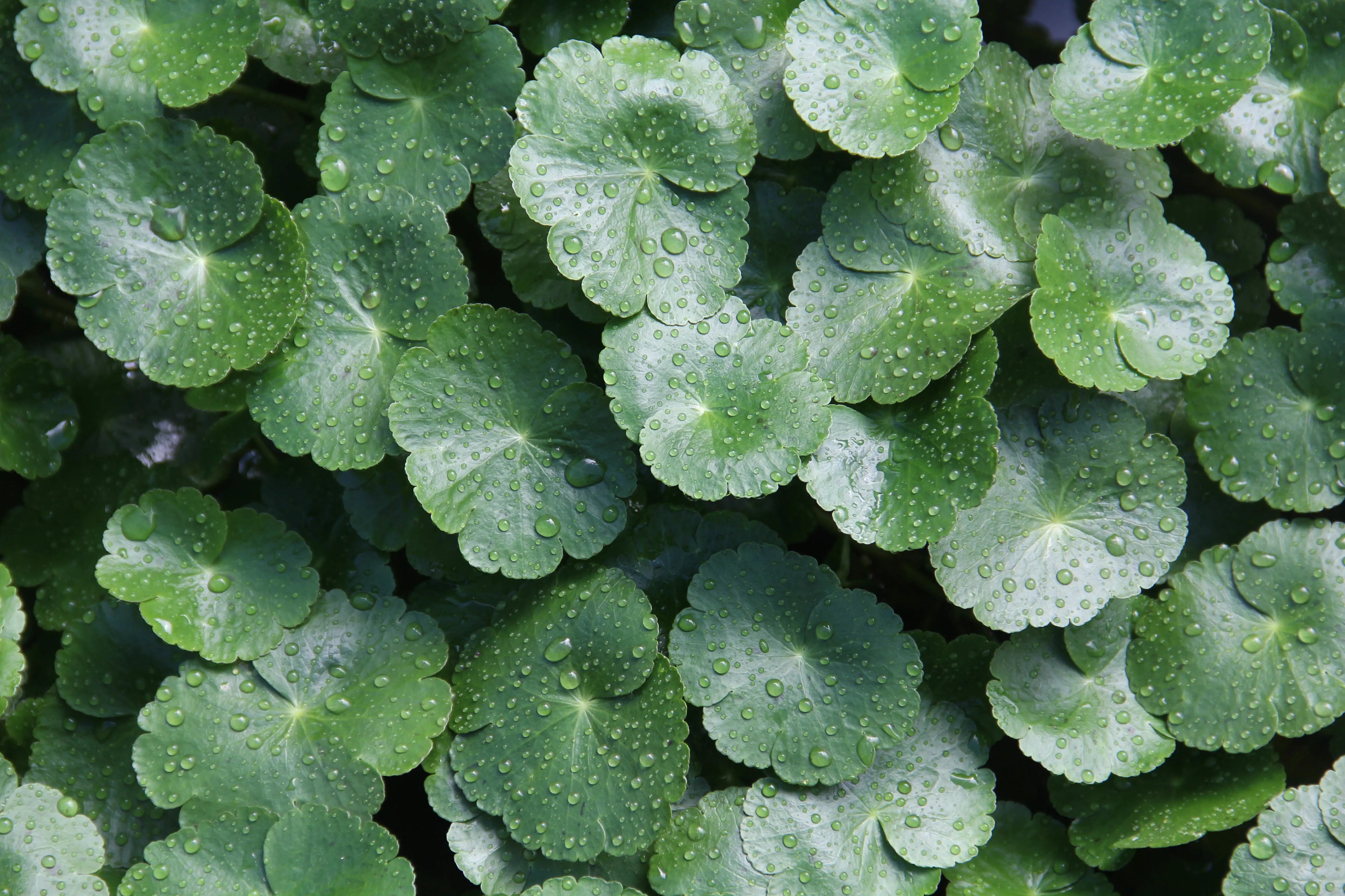 Folhas verdes redondas cobertas de gotas de água